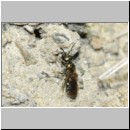 Lasioglossum pauxillum - Furchenbiene w03a 6mm - OS-Hasbergen-Lehmhuegel det.jpg